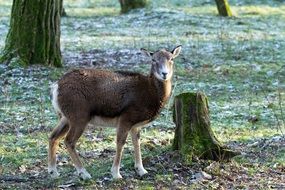 female goat in the forest