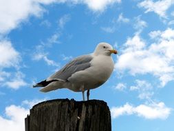 sea bird against a blue cloudy sky