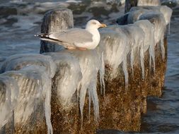 Seagull on ice beams