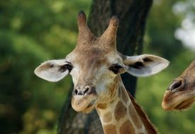 cute lovely Young Giraffe