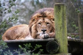 king of beasts is resting in the aviary