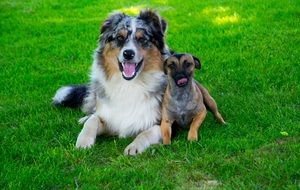 Small and big dogs