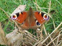 peacock butterfly on dry grass