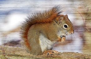 Squirrel Sweet Cute Furry