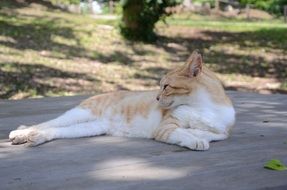 red cat is resting in the shade