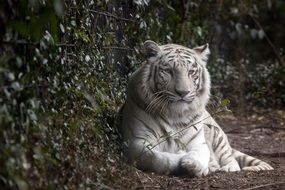 deliciously beautiful White Tiger