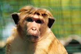 Portrait of monkey with funny hair