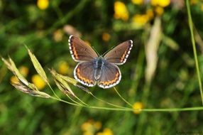 Butterfly in the garden in summer