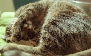 Domestic Tired cat