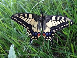 butterfly on green grass