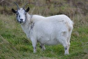 Beautiful, cute and colorful goat on the meadow