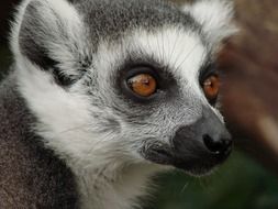 Lemur on Madagascar