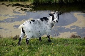 Landscape of Domestic Goat on a farm