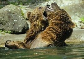 brown bears playing in a zoo