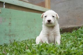 little white puppy sits on green grass