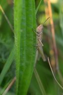 grasshopper on a green leaf in the meadow in summer