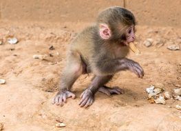 Monkey Baby eating peanut