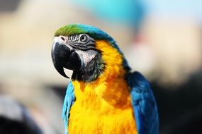 Color Parrot Bird