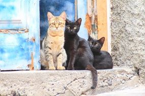 two black and red cat