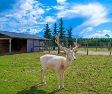 Deer in a nature of Poland