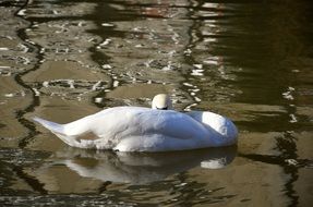 swan hiding in the water