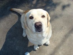 labrador is sitting on the pavement