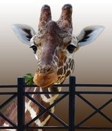 Giraffe animal behind the fence