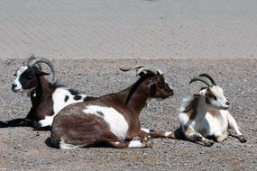 goats are lying on the ground