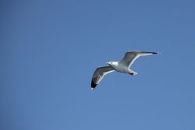 flight of seagulls in the sky