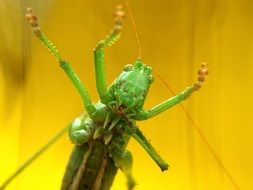 Green grasshoppers in the wildlife