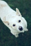 beautiful and amazing White dog