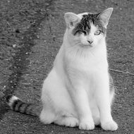Cat with one eye Sitting on Asphalt Road