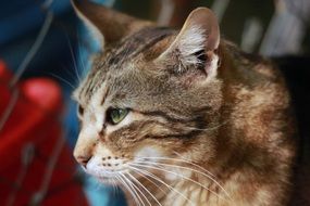Animal Cat Face