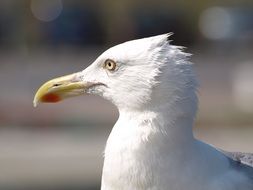 portrait of a white seagull in the sun