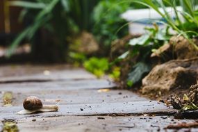 snail crawling on the garden path