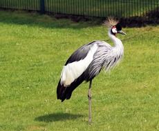 pride grey crowned crane