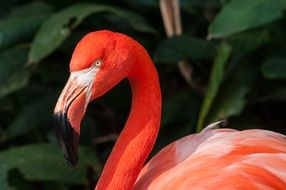 Portrait of orange flamingo bird in nature