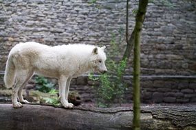 white wolf near a brick wall