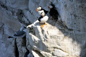 Puffins in the wildlife