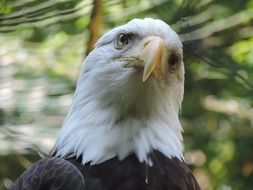White Tailed Eagle head close up