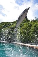 dolphin jump in a marine park