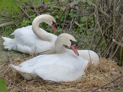 white swans in the nest close up