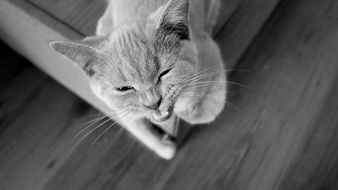 photo of an evil cat