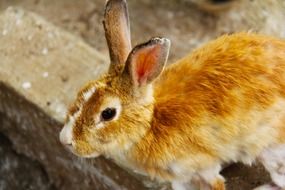 Rabbit Bunny Brown Animal