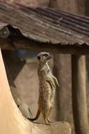 comical meerkat in the zoo