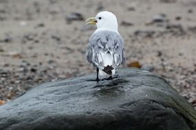 sea bird on a gray stone