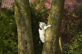 the cat crawled out on a tree trunk