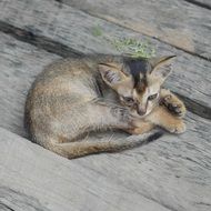 cute burmese cat
