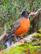 Robin in garden