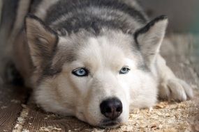 husky dog is resting on the floor